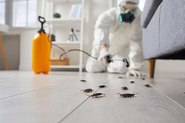 Commercial Kitchen Cockroach Control in Mirrormont
